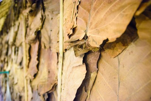 Selective Focus Dry leaves wallpaper in thailand