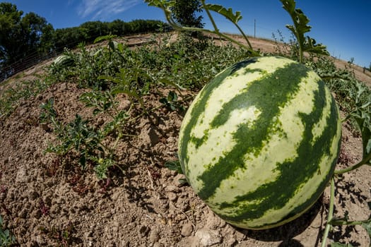Organic waltermelon growing in a garden