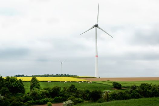 Belgium Rustic Landscape with Power Generating Wind Turbines on Green Grass and Yellow Flowers Field with Small Sheep in Cloudy Day Outdoors 