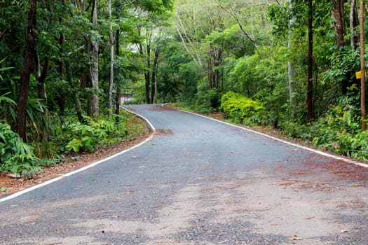 road in Thailand forest