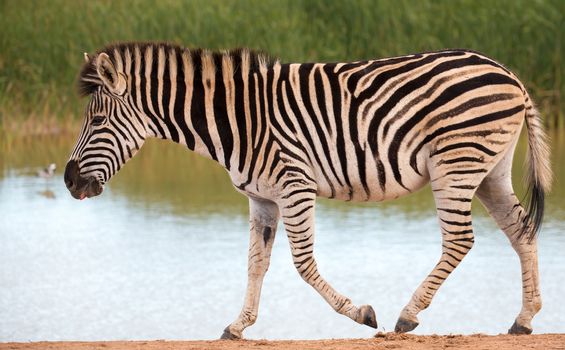 Plains zebra walking past a waterhole after drinking 