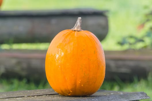 Beautiful orange pumpkin in autumn garden.