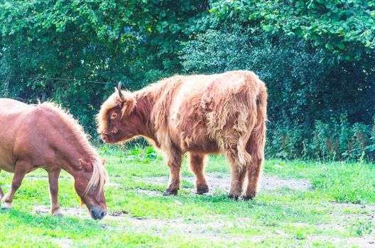 Highland Cattle with Horse on a pasture in Germany, Europe.