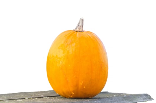 Beautiful orange pumpkin in autumn garden.