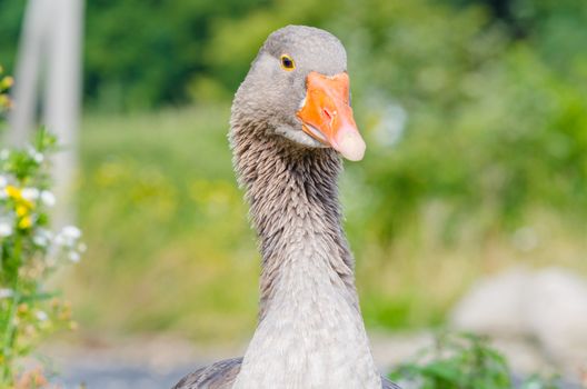 Close-Up, orange beak of a gray goose.