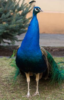 The photograph depicts an elegant peacock at the tree
