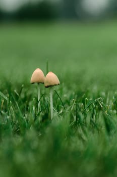 two fungi growing in the green grass