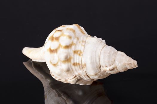 Single sea shell of marine snail, horse conch isolated on black background