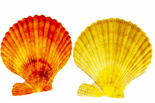  Colorful sea shells of mollusk isolated on white  background, close up