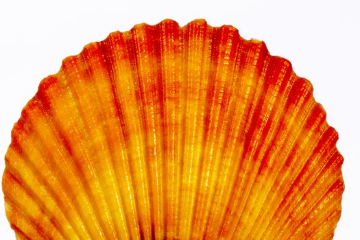  Colorful sea shell of mollusk isolated on white  background, close up