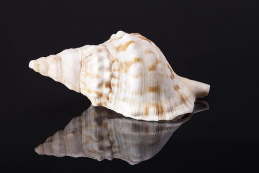 Single sea shell of marine snail, horse conch isolated on black background