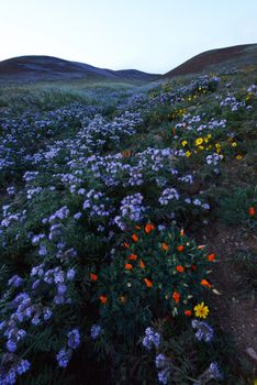 wildflowers on grass hill near los angeles