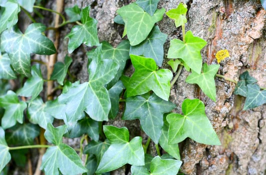 Closeup of tree trunk overgrown with ivy leaves. Green ivy plant on bark.