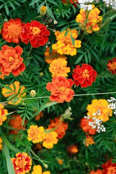 Gardening. Nice orange flowers on green plant background