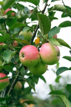 Closeup of apple fruits near leaves on tree