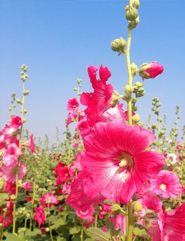 Colorful flowers holly hock flower