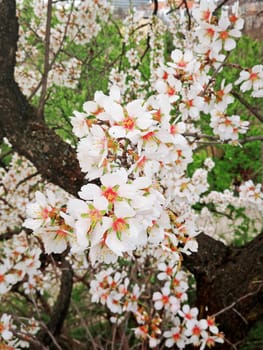The colorful pear blossoms in the park in the warm spring day