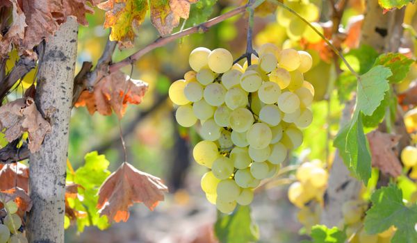 White grape in the wineyard