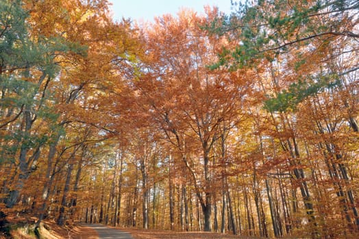 Path and autumn colors in the forest