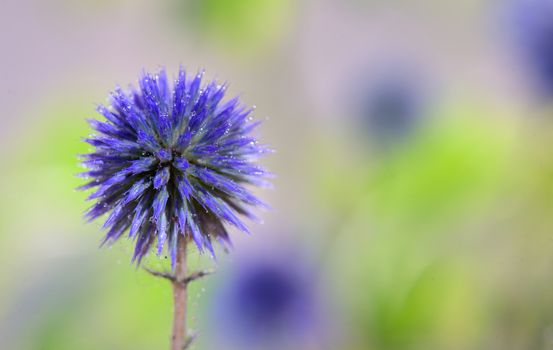 Globe Thistle flowers (Echinops ritro)