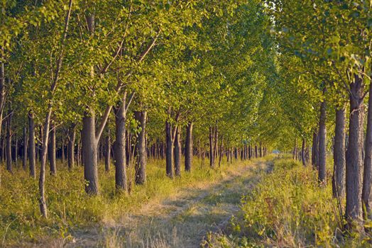 pathway in green forest at sunset