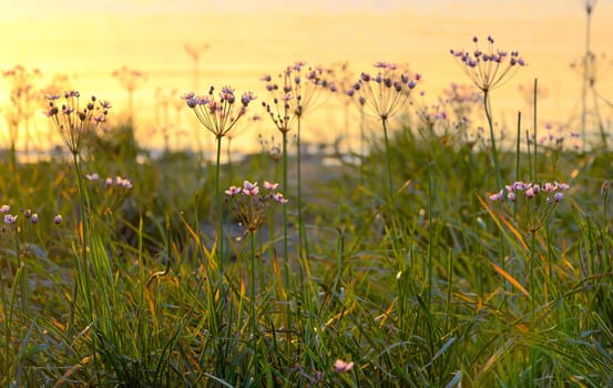 Flowering rush (Butomus umbellatus) at sunset