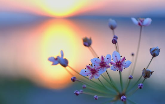 Flowering rush (Butomus umbellatus) at sunset