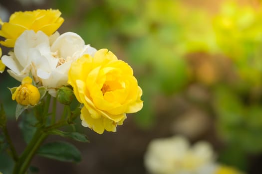 The background image of the colorful flowers, background nature