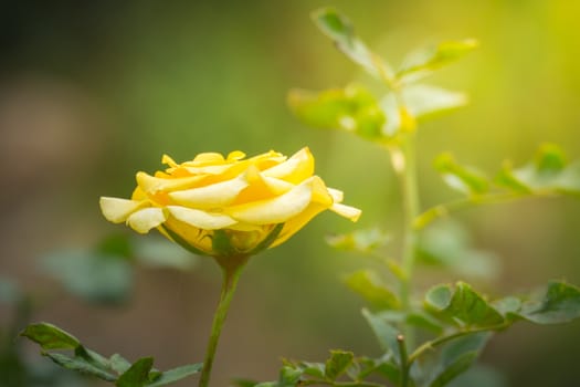 The background image of the colorful flowers, background nature