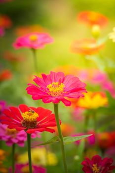 The background image of the colorful flowers, background nature