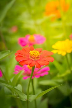 The background image of the colorful flowers, background nature