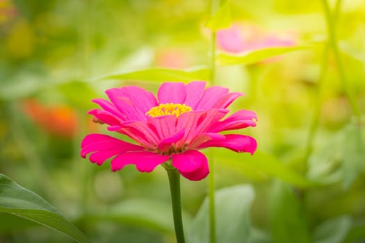 The background image of the colorful flowers, background nature