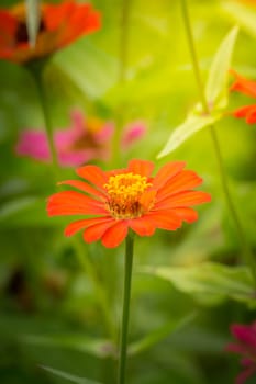 The background image of the colorful flowers, background nature