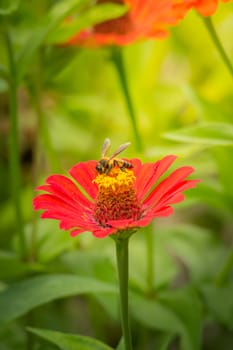 The background image of the colorful flowers, background nature