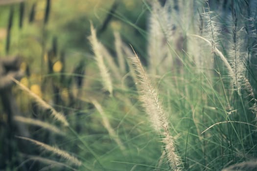 Field of grass during sunset, nature background