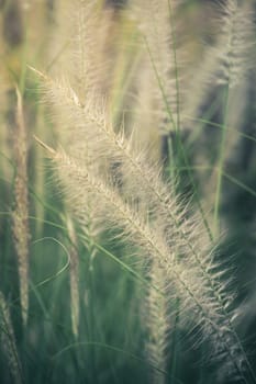 Field of grass during sunset, nature background