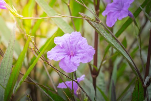 The background image of the colorful flowers, background nature