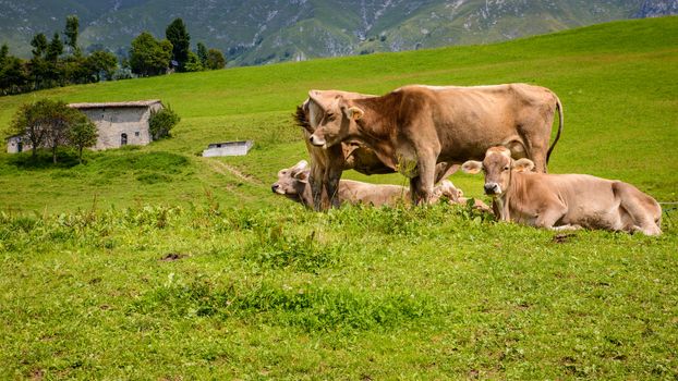 milck cows with grazing on Italian Alpine mountains green grass pasture.