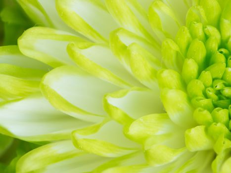 Extreme close up macro image of Green Chrysanthemum Flower. Detail of Lime Green Chrysanthemum Flower