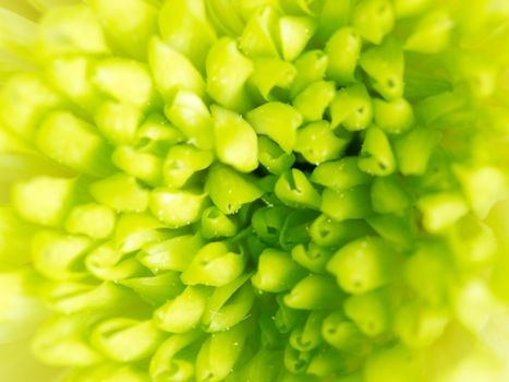 Extreme close up macro image of Green Chrysanthemum Flower. Detail of Lime Green Chrysanthemum Flower