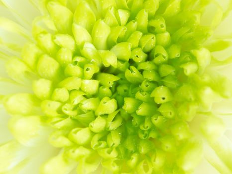 Extreme close up macro image of Green Chrysanthemum Flower. Detail of Lime Green Chrysanthemum Flower