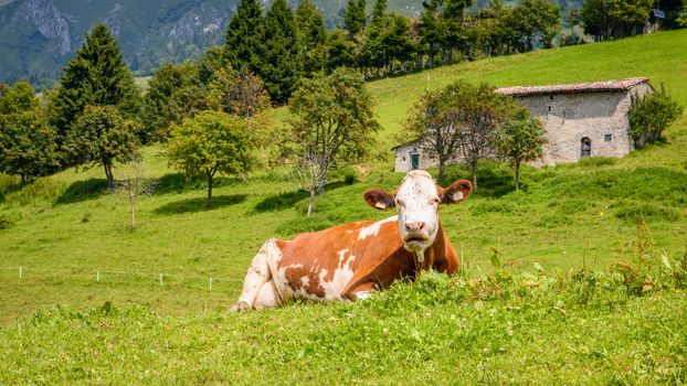 Brown white cow on a mountain sitting in italian alps.