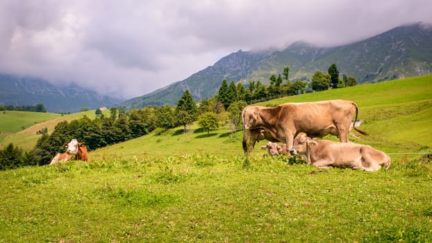 milck cows with grazing on Switzerland Alpine mountains green grass pasture.