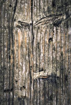 abstract background or texture old gnarled spruce boards