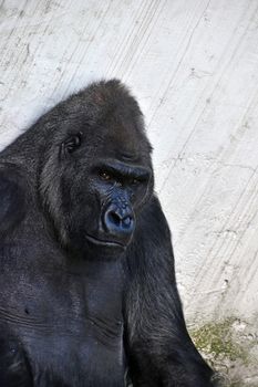 One male gorilla in zoo, sitting, close up portrait looking at camera
