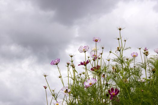 cosmos flowers in the sky with clouds