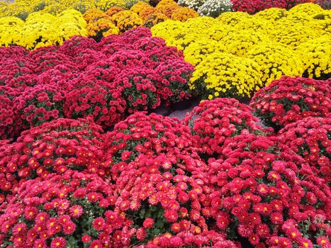 Vibrant red and yellow chrysanthemums at the autumn market.