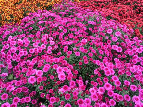 Vibrant purple chrysanthemums at the marketplace. Autumn flowers.