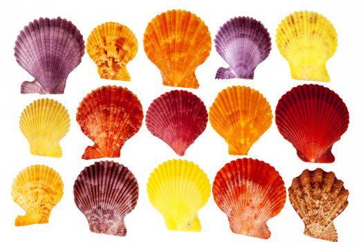 Collection colorful sea shells of mollusk isolated on white background .