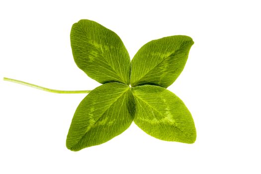 Four-leaf clover isolated on white background